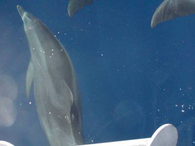 One of our escorts into Lady Musgrave