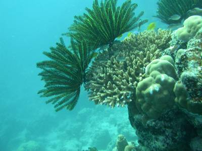 The reef at Amadee - the new camera works!