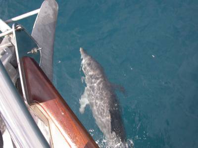 Our dolphin escort