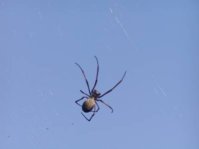 A spider at Baie de Prony