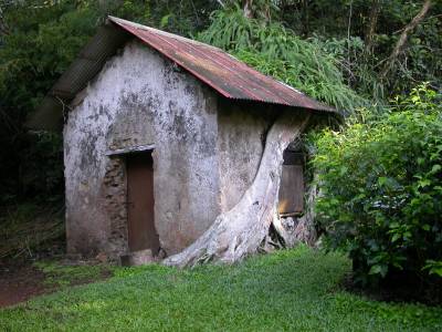 A strangler figs starts to eat a building
