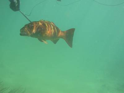 Bradley spears coral trout for dinner