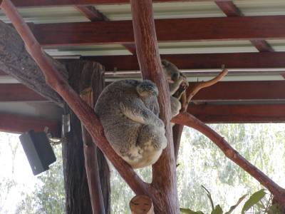 Koalas at Steve Irwins zoo