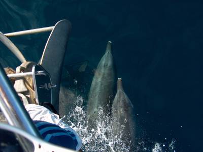 Dolphins on the bow (photo by Darin Hayden)