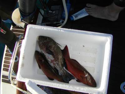 A day's spearfihing catch at Black Reef