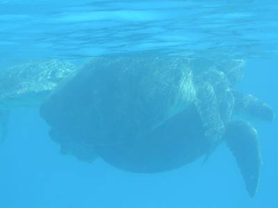 Turtles mating at North West Island
