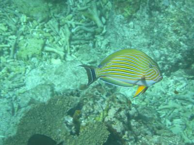 A colorful fish at Lady Elliot