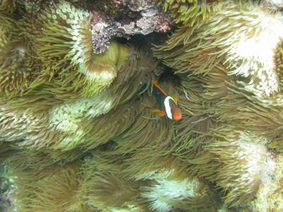 A clownfish (Nemo's dad??) peeks out of his anemone