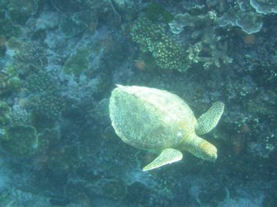 One of the many turtles we saw at Lady Elliot