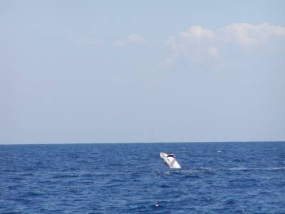 A humback whale calf leaps out of the water 