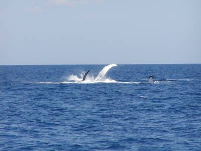 Whales thump their fins as we pass by