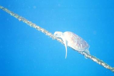 A turtle feeds on a mooring line