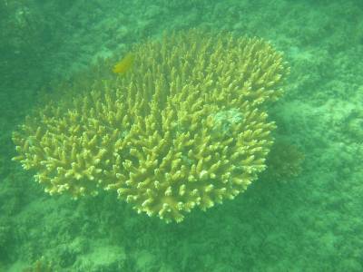 Taken with the new underwater digital camera!