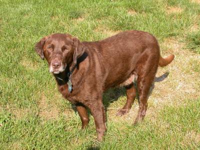 Mocha in his yard