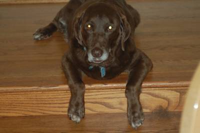 He wasn't allowed in the dining room, but would always hang his paws over the edge of the steps