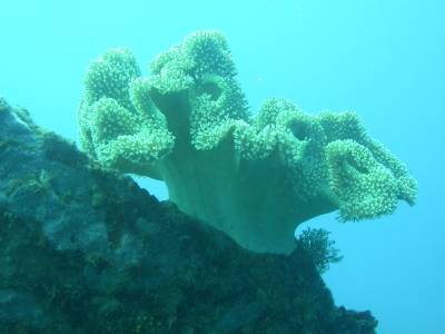 Soft Coral - Vanuatu - 2003