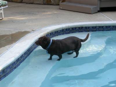 Ahh, keeps the paws cool!