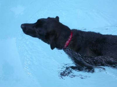 A dip in the pool always feels good