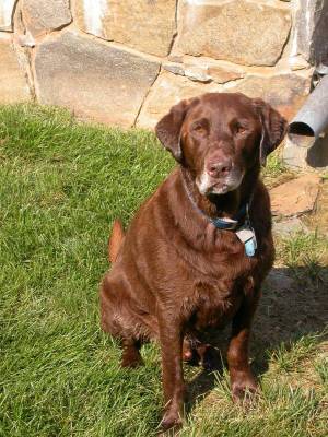 Mocha hopes for a treat for being a good boy