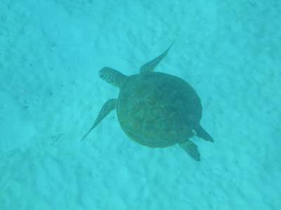 Turtle at North West Island - Sept 2004