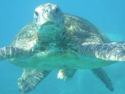 He even smiled for the camera! North West Island - Sept 2004
