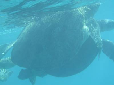 Turtles mating at North West Island - Sept2004