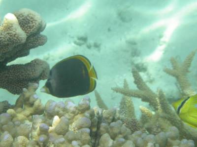 A butterfly fish at Broomfield Reef - Sept 2004
