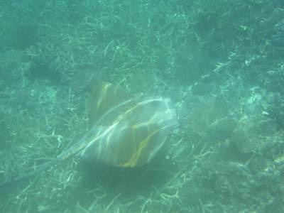 Big ray - Broomfield Reef - Sept 2004