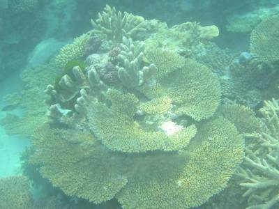 Coral formation at Broomfield Reef - Oct 2004