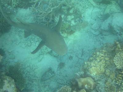 Leopard shark at Broomfield Reef - Sept 2004