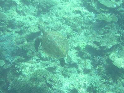 Turtle at Lamont Reef - Sept 2004