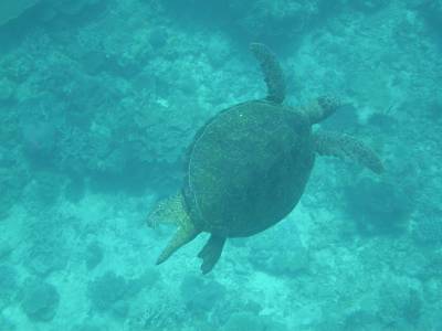 Large turtle at Lamont Reef - Sept 2004