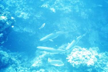 Sharks waiting to be fed