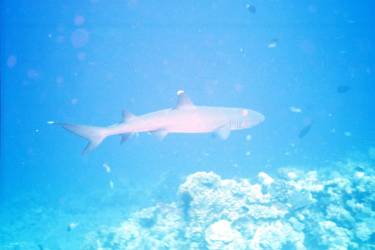 White tipped reef shark - Great Barrier Reef 2003