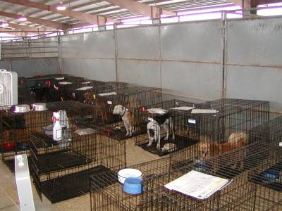 There are over 1000 dogs at the Lamar-Dixon Shelter