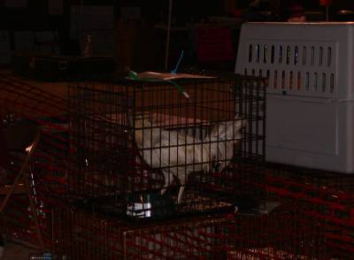 There are many kinds of animals that arrive at the shelter - gerbils, hamsters, snakes, parrots, ferrets, even chickens!