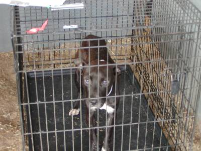 A forlorn look from a new resident