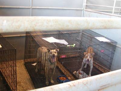 Walked, cleaned, and fed - happy for the moment