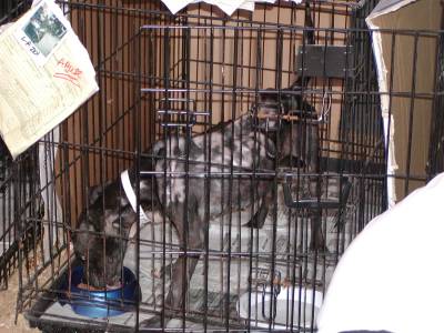 Very thin and with a bad skin infection