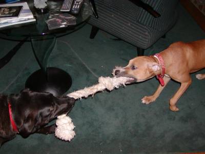 Jordan and Buddy have a good game of tug back in Virginia